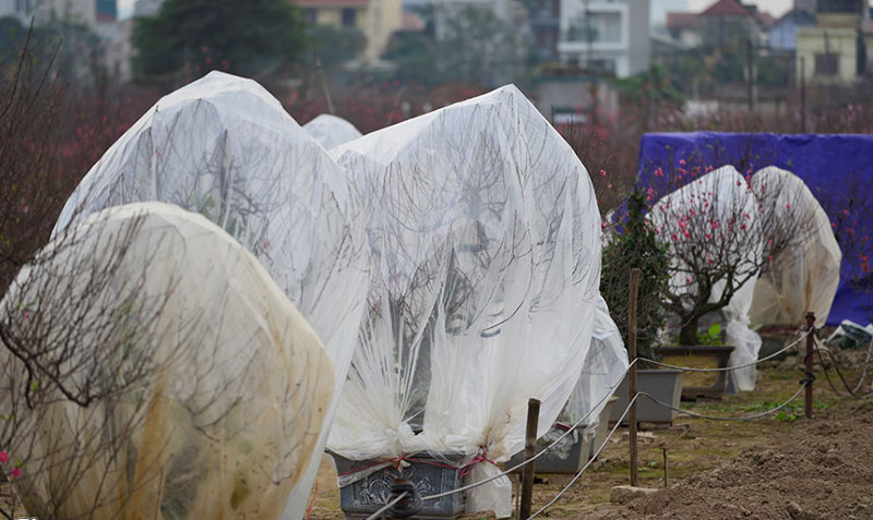 Trước Tết 10 ngày, đào Nhật Tân đã khoe sắc từ vườn về phố